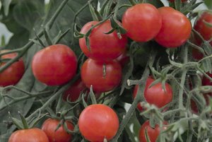 SDIM0061.jpg SDIM0061.jpg