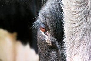 SDIM0050.jpg SDIM0050.jpg