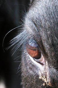 crop-SDIM0050.jpg crop-SDIM0050.jpg