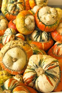 SDIM0076.jpg SDIM0076.jpg