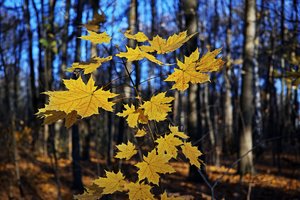 HD_DP2Q0011f.jpg HD_DP2Q0011f.jpg