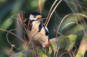 comp_03,11 (134).jpg