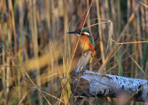 comp_16,11 zwei (22).jpg