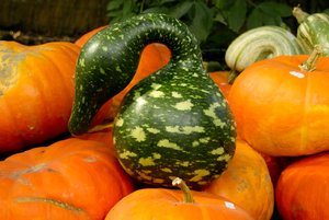 SDIM0082.jpg SDIM0082.jpg