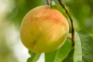 2010-09-26-SDIM0051.jpg 2010-09-26-SDIM0051.jpg