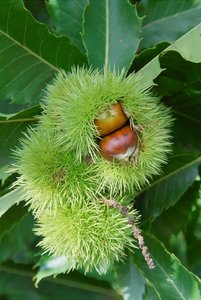 2010-09-26-SDIM0048.jpg 2010-09-26-SDIM0048.jpg