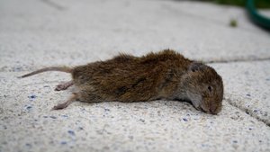 16zu9 maus.jpg 16zu9 maus.jpg