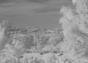 IR SDIM9603_cr(c) PPf.jpg