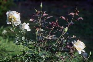 comp_SDIM0053_1-1 Kopie.jpg