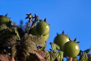 comp_SDIM0059_1-1 Kopie.jpg