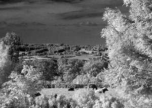 traumgrau SDIM9603in rot +autowbgim(c) PPf.jpg