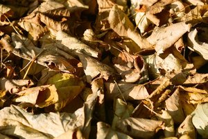 herbst.jpg herbst.jpg