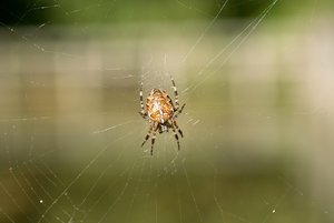 spinne.jpg spinne.jpg