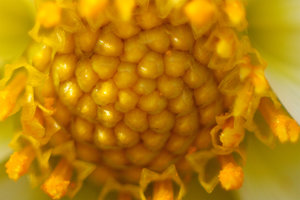 Dahlie1.jpg Dahlie1.jpg