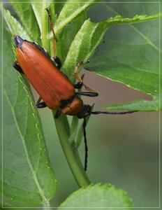 Kaefer-SD10 - IMG07440_1.jpg