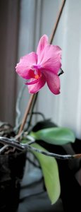 comp_orchidea pink vágva3.jpg