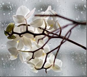 comp_orchideeweissvgva_thumb.jpg