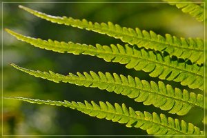 Farn-SD10 - IMG08081_1.jpg