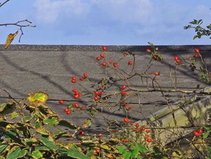 comp_csipkebogyó blatt zweig.jpg