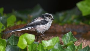 comp_16.jpg comp_16.jpg