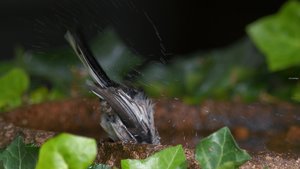 comp_17.jpg comp_17.jpg