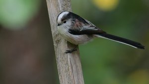 comp_4.jpg comp_4.jpg