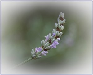 Lavendel.jpg