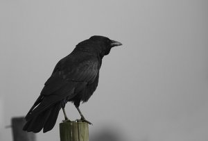 Rabenkrähe Pfahl.jpg