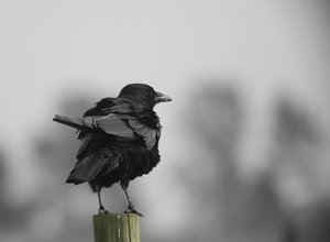 Rabenkrähe1000.jpg