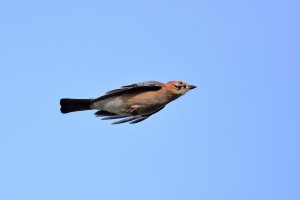 _DSC8525_00001_DSC8525_01.jpg _DSC8525_00001_DSC8525_01.jpg