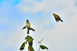 _DSC6823_00001_01.jpg _DSC6823_00001_01.jpg