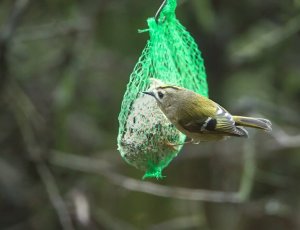 Wintergoldhähnchen.jpg Wintergoldhähnchen.jpg