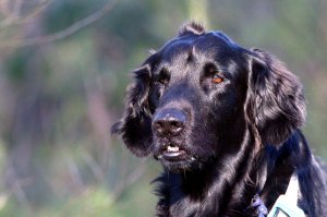 Camaro Protrait 1.jpg