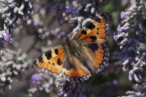 Innenhof IMGP3627.jpg