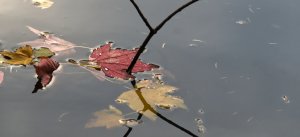 Stadtpark RE Blätter und Zweige.jpg