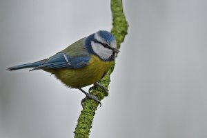 comp_1.jpg comp_1.jpg