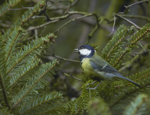 Kohlmeise.jpg Kohlmeise.jpg