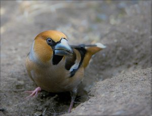 Kernbeißer.jpg Kernbeißer.jpg