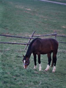 DSC02518tier.jpg DSC02518tier.jpg