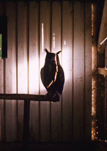 DSC02520tier.png DSC02520tier.png