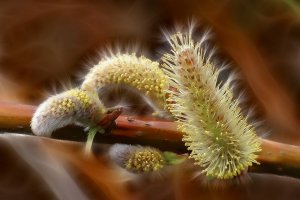 Weidenkätzchen.jpg