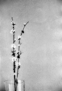 DSC02564Retro 320 zweig.jpg