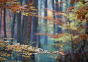 2018_11_01_SD9_Chinon55mm_Britz_BokehMoorBlick_0792_VarTa___1273x900pix.jpg 2018_11_01_SD9_Chinon55mm_Britz_BokehMoorBlick_0792_VarTa___1273x900pix.jpg