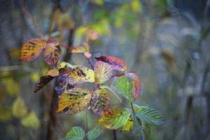 2018_11_01_SD9_Chinon55mm_Britz_Brombeeren_0735_VarO___1350x900pix.jpg 2018_11_01_SD9_Chinon55mm_Britz_Brombeeren_0735_VarO___1350x900pix.jpg