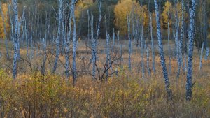 2018_11_02_SD9_Britz_Moor_mit_Birken_vom_Hochsitz_0886_VarL_DT01___1600x900pix.jpg 2018_11_02_SD9_Britz_Moor_mit_Birken_vom_Hochsitz_0886_VarL_DT01___1600x900pix.jpg