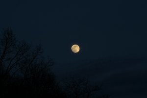 FB DSC08626psd Nex5r + Jupiter 37A 3,5 135mm(c)PPf.jpg