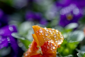 Hornveilchen mit Tau.jpg