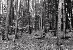 DSC02716Retro320-35Wald.jpg DSC02716Retro320-35Wald.jpg