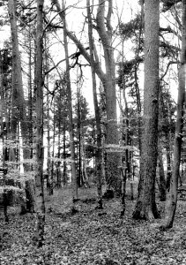 DSC02714Retro320-35Wald.jpg DSC02714Retro320-35Wald.jpg