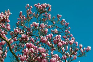 SDIM6119.jpg SDIM6119.jpg